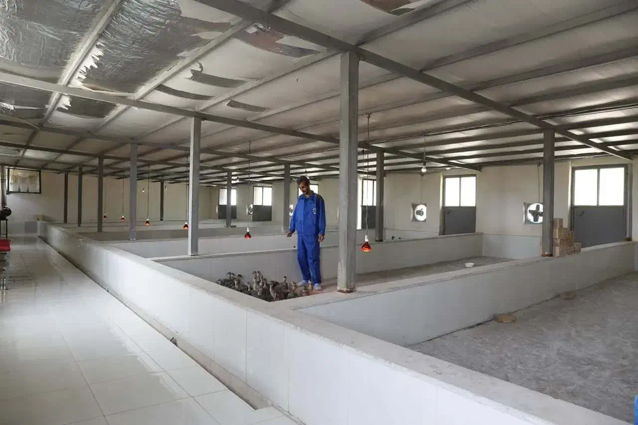 فروش مرغداری گوشتی|فروش دفتر صنعتی، کشاورزی، تجاری|گرمسار, |دیوار