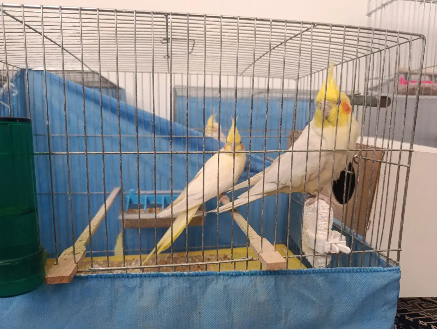 عروس هلندی گمشده|پرنده|ساوه, |دیوار