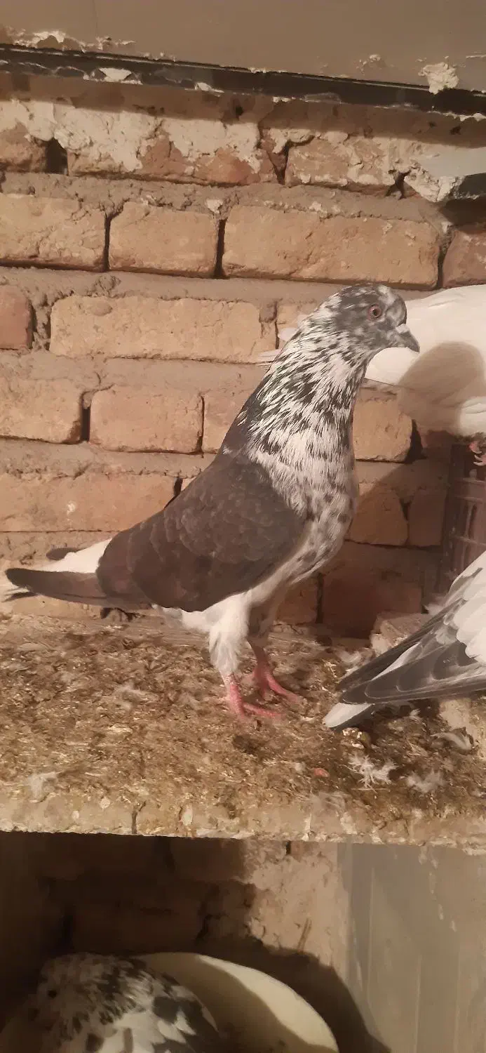 دوتا کفتر نر قوی پرش سنگین|پرنده|مشگین شهر, |دیوار