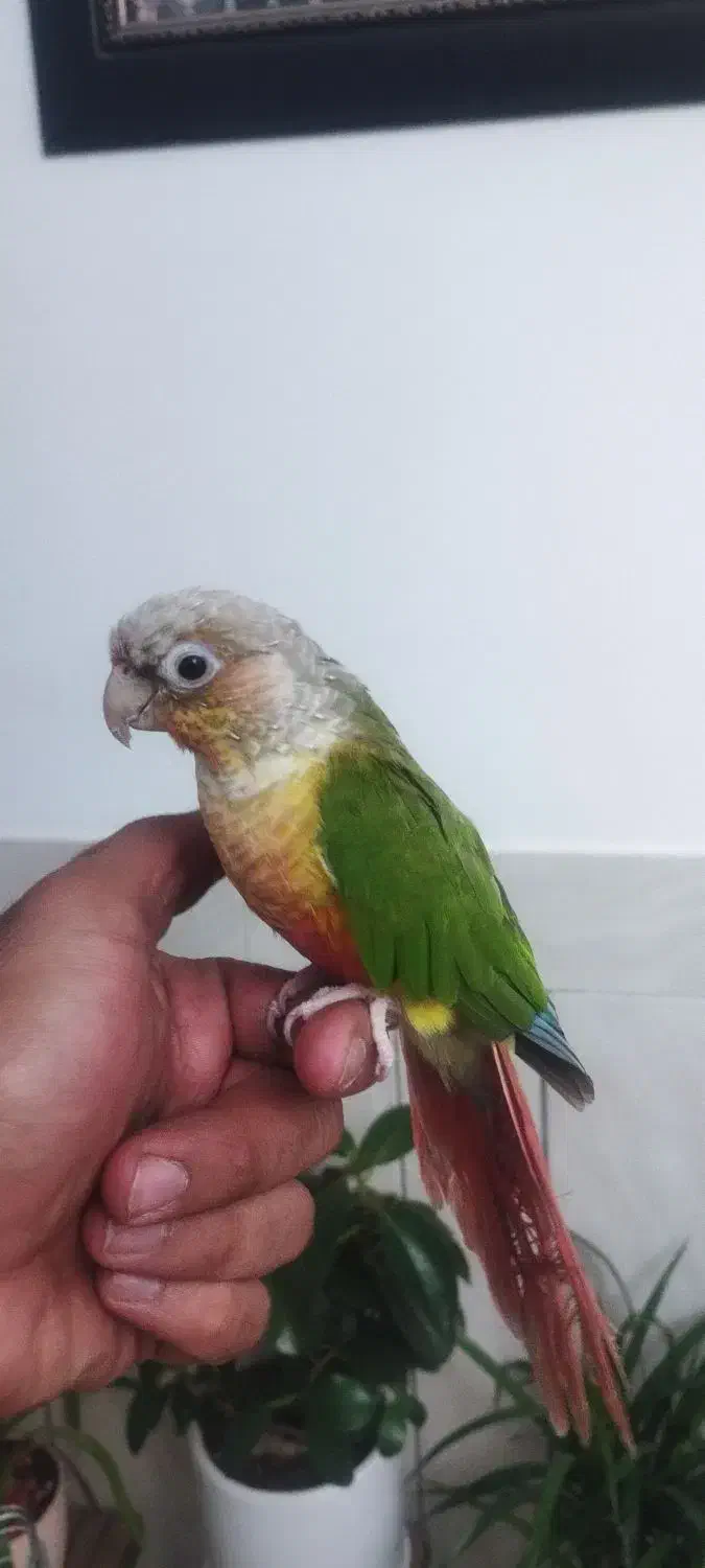 طوطی|پرنده|مرودشت, بیست متری بیمارستان|دیوار