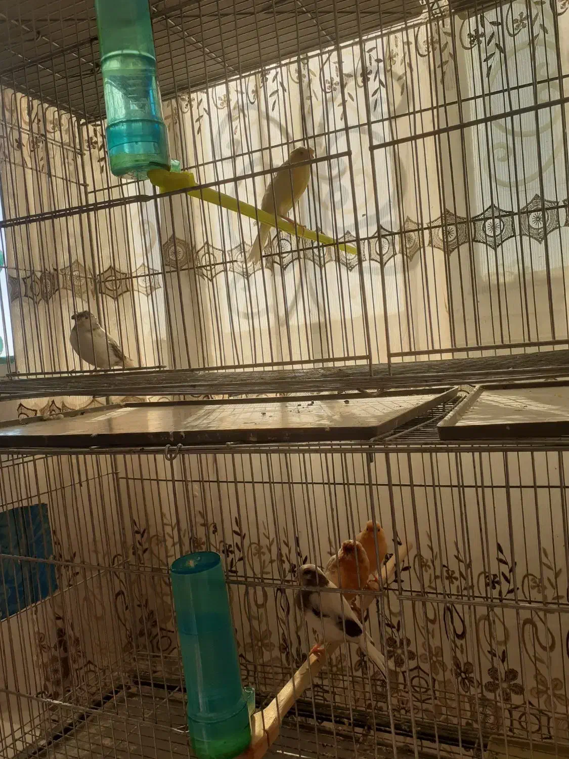 سگی|لوازم جانبی حیوانات|اسفراین, |دیوار