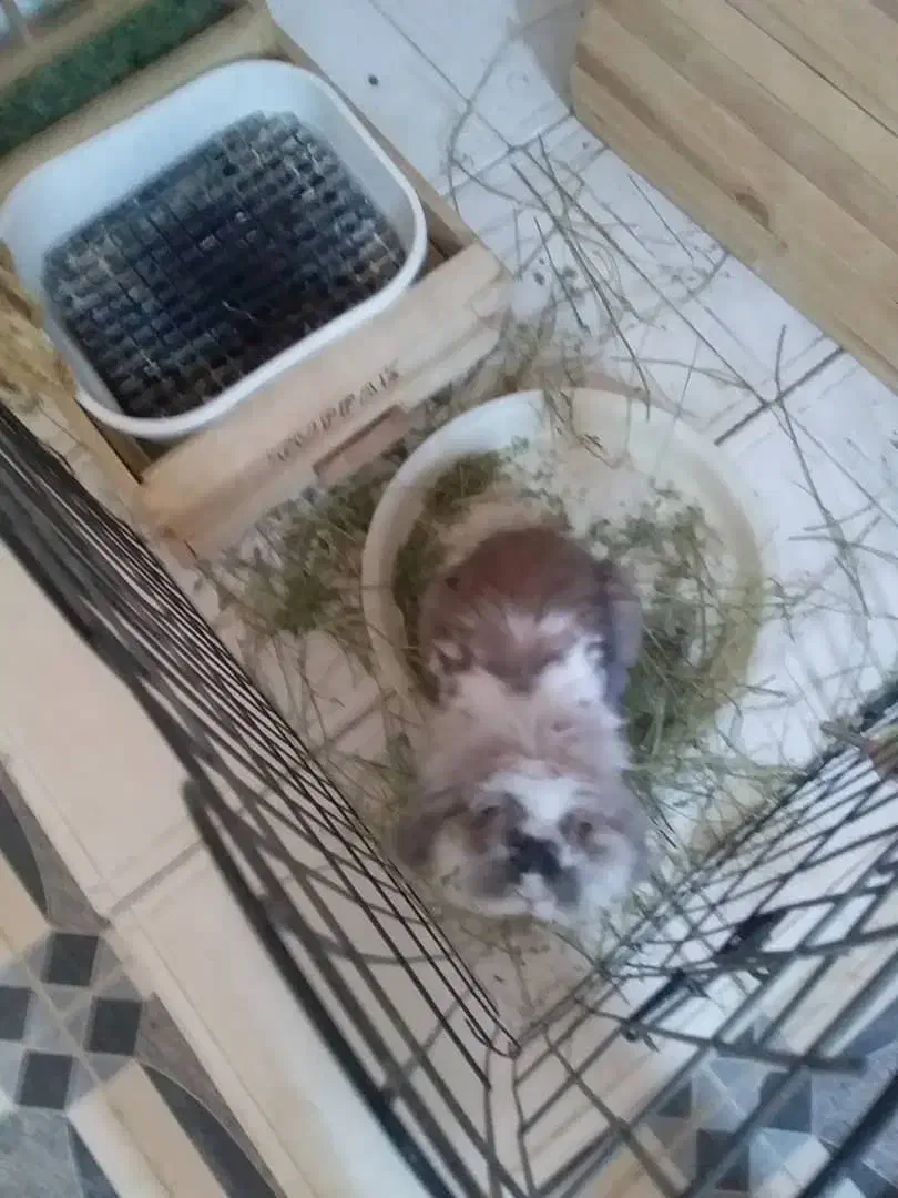 خرگوش لوپ|موش و خرگوش|سده (فارس), |دیوار