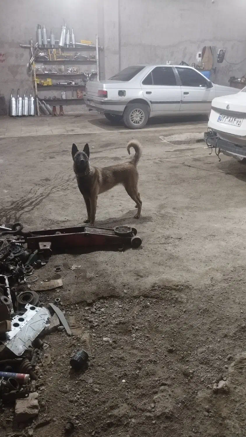 مالینیوز ماده دو ساله|سگ|سیرجان, |دیوار