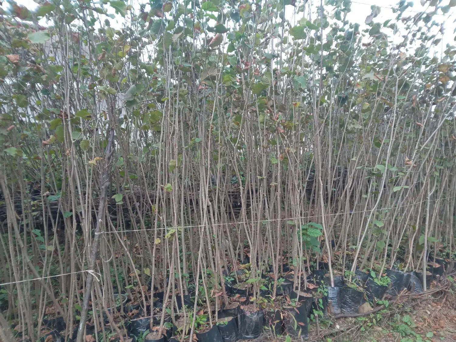 فروش نهال فندق گلدانی ریشه پرس وریشه لخت|خدمات باغبانی و درختکاری|رحیمآباد, |دیوار