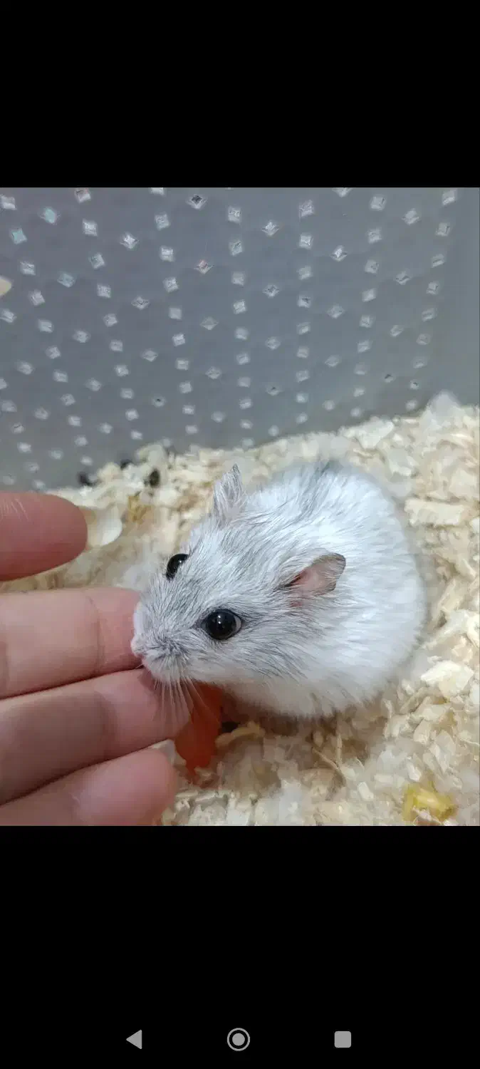 همستر|موش و خرگوش|اردبیل, |دیوار