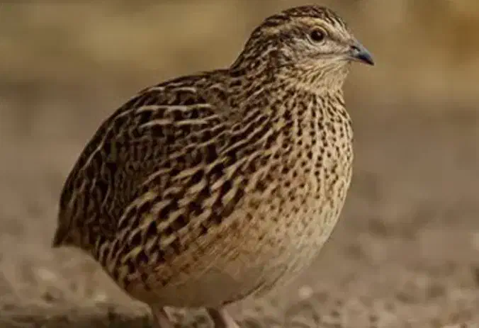 بلدرچین|پرنده|جم, |دیوار