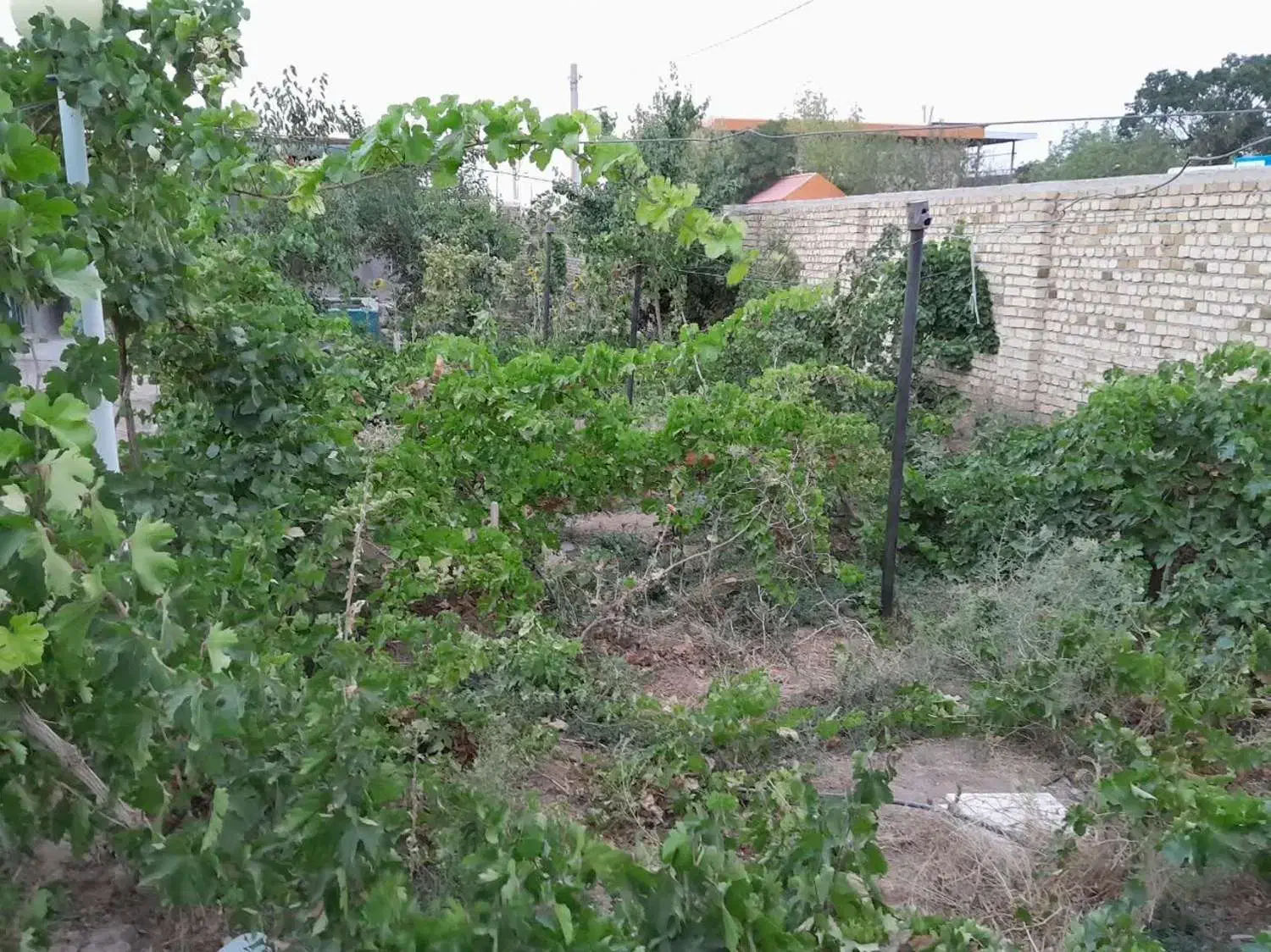 ویلا باغ واقع در روستای امراباد|فروش خانه و ویلا|معصومیه, |دیوار