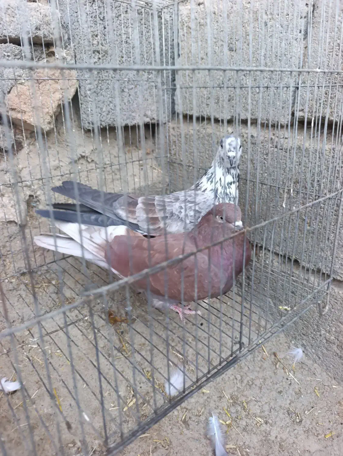 دوجفت تهرانی عروسک بشرت ناسختی|پرنده|دورود, |دیوار