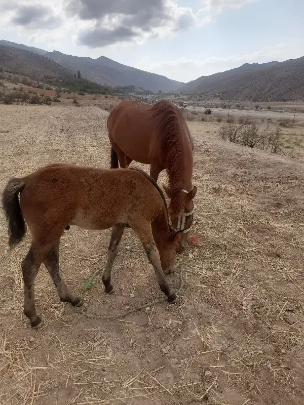 مادیان بدون کره|اسب و تجهیزات اسب‌سواری|آشخانه, |دیوار