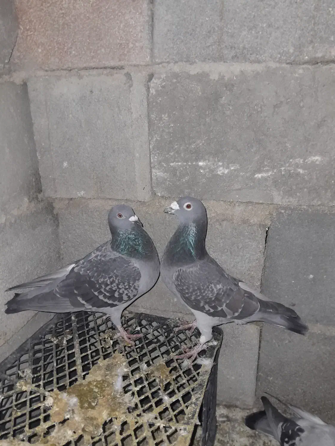 تعداد ۶ تا کبوتر پلاکی|پرنده|حسن آباد, |دیوار