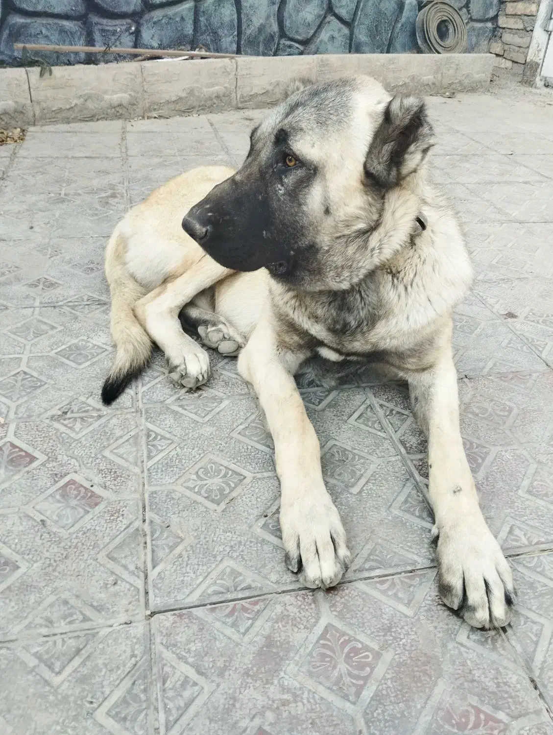 سگ سرابی گمشده یابنده/ مژدگانی|سگ|رباط‌کریم, رباط‌کریم|دیوار