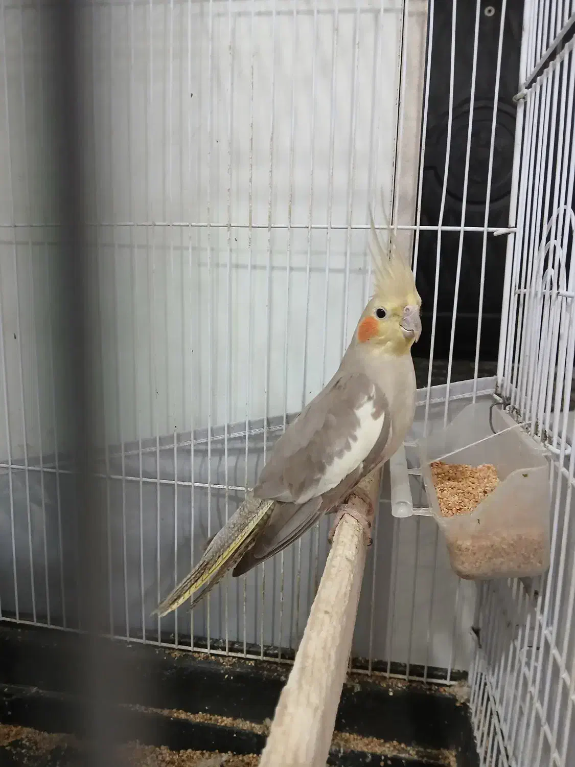 پرنده|پرنده|ساری, |دیوار