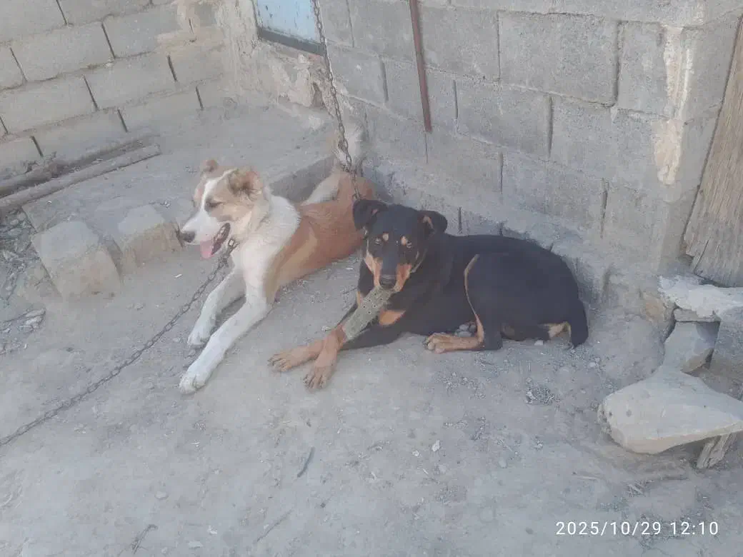 دوبرمن صحرایی و سگ گله ای|سگ|بندر گناوه, |دیوار