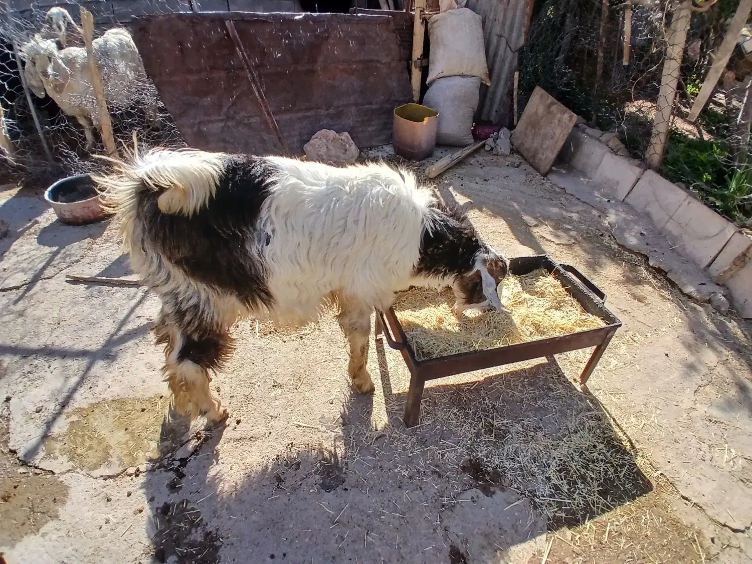 ۲بزآبستن +بزغاله های سالم و چاق+بز نر جوان وچاق|حیوانات مزرعه|دالاهو, |دیوار