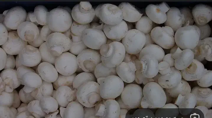 شراکت در پرورش قارچ|استخدام صنعتی، فنی، مهندسی|گل تپه, |دیوار