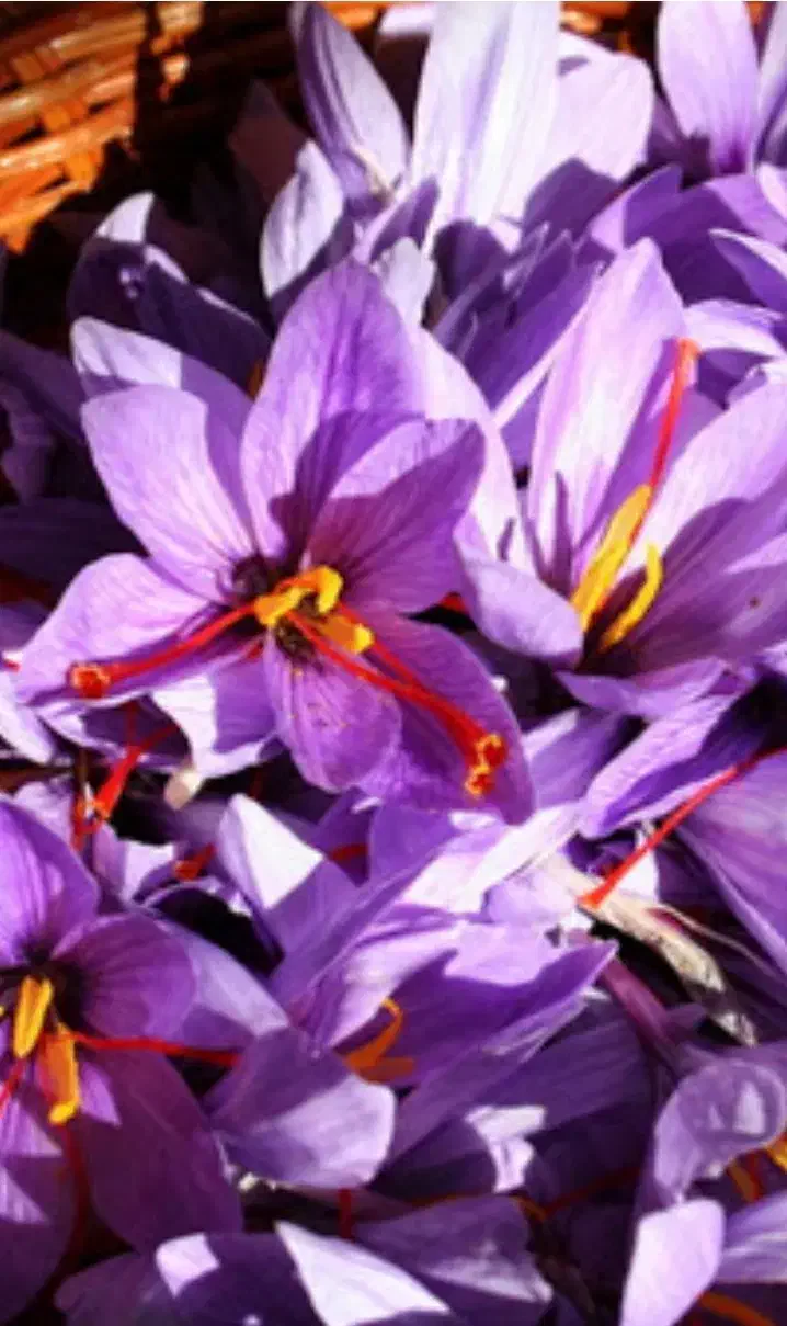 گل زعفران تازه|خوردنی و آشامیدنی|مرند, |دیوار