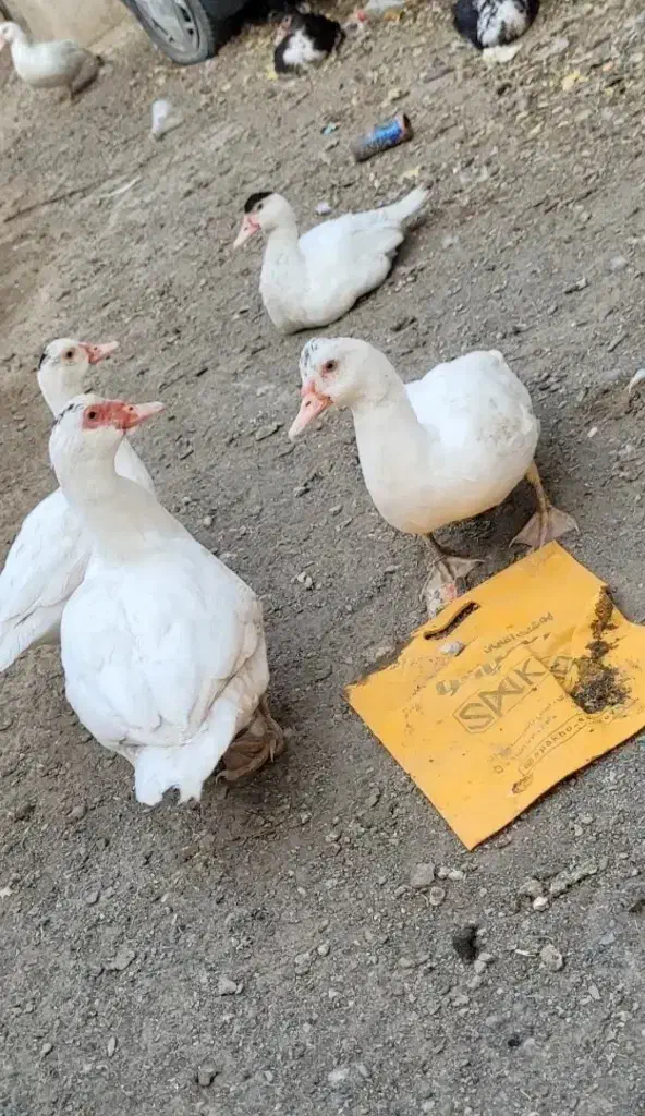 مرغابی اسرائیلی|حیوانات مزرعه|جغتای, |دیوار