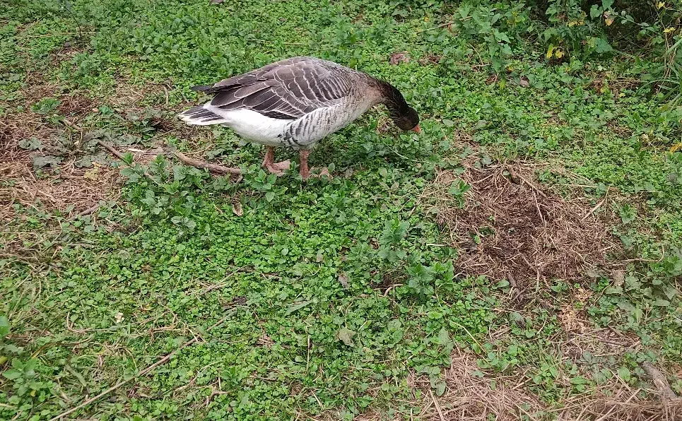 غاز.. محلی ماده تخمگذار|حیوانات مزرعه|فومن, |دیوار
