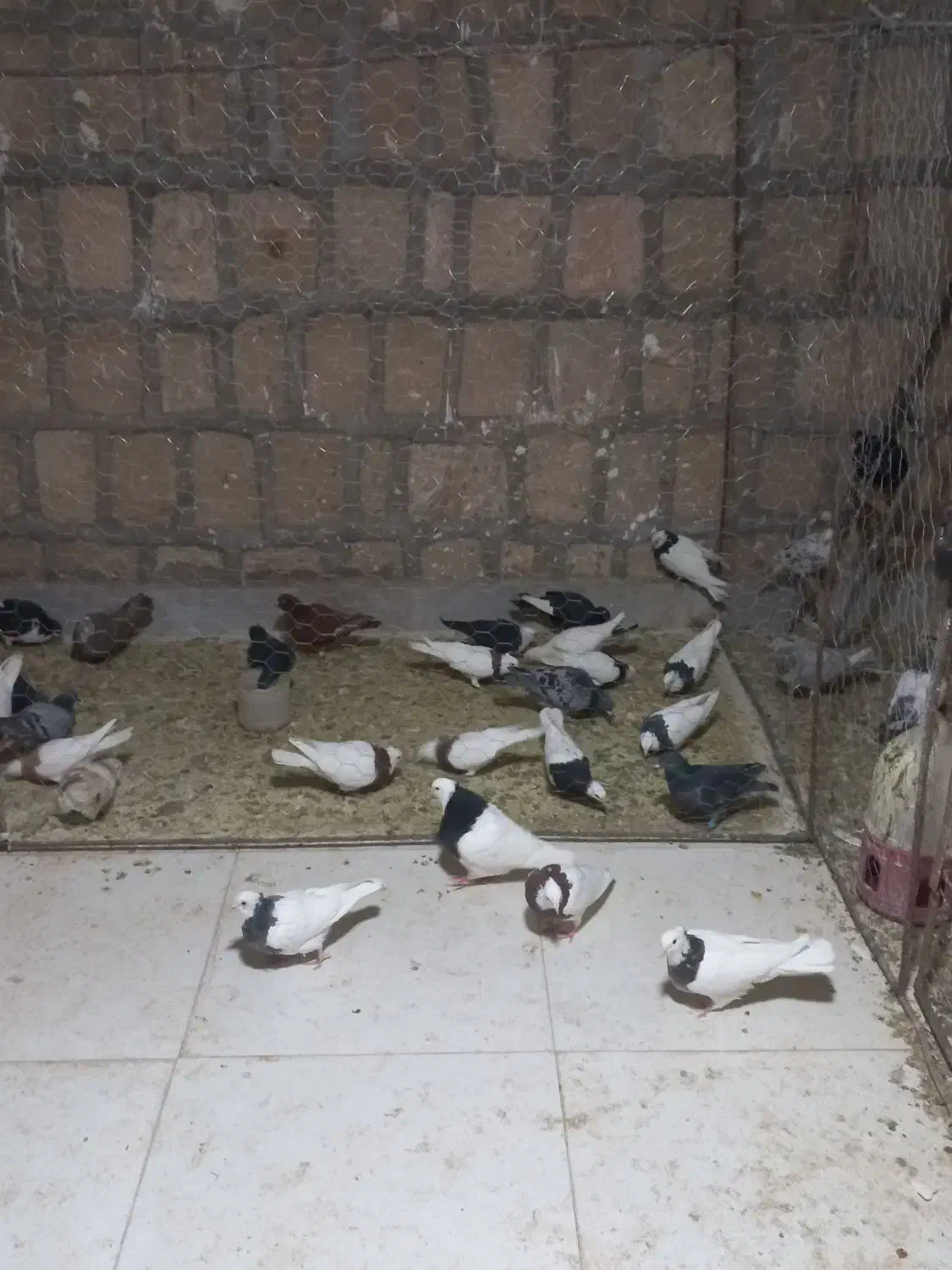 طوقی|پرنده|جوین, |دیوار