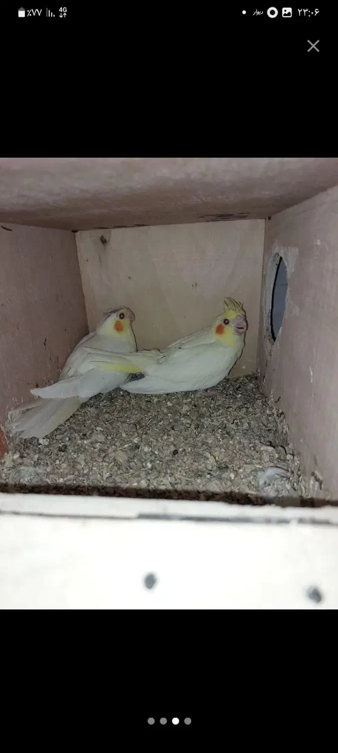 عروس هلندی|پرنده|ساری, |دیوار