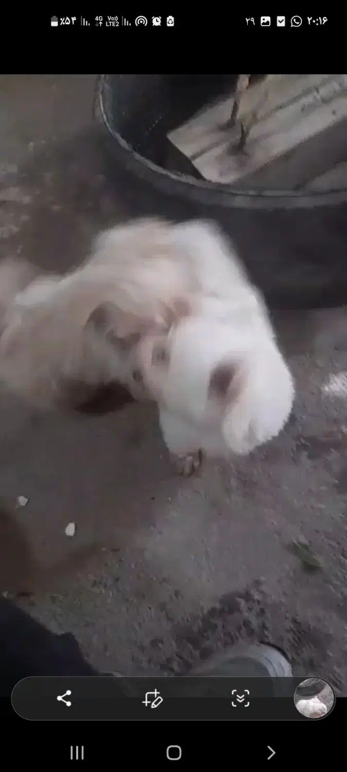 سگ پاکوتاه پشمالو سفید|سگ|رامیان, |دیوار