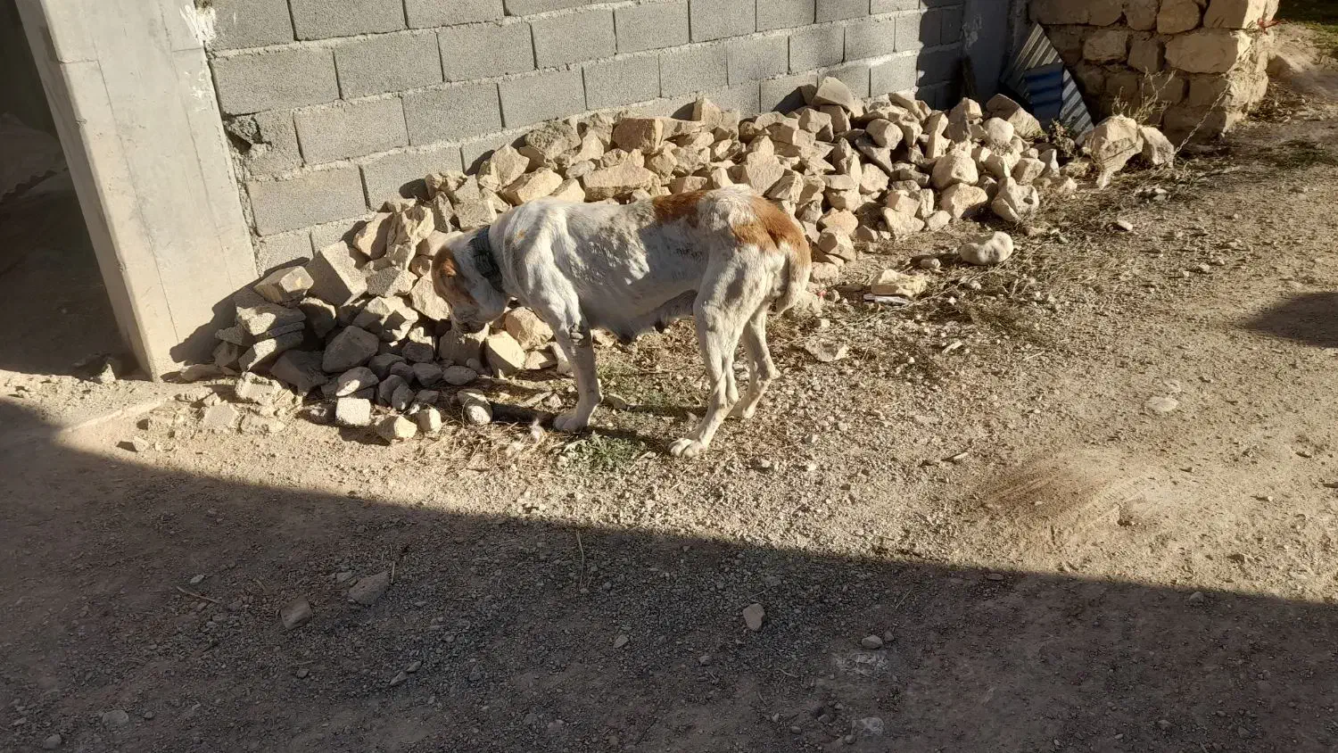 سگ الابای|سگ|گلی داغ, |دیوار