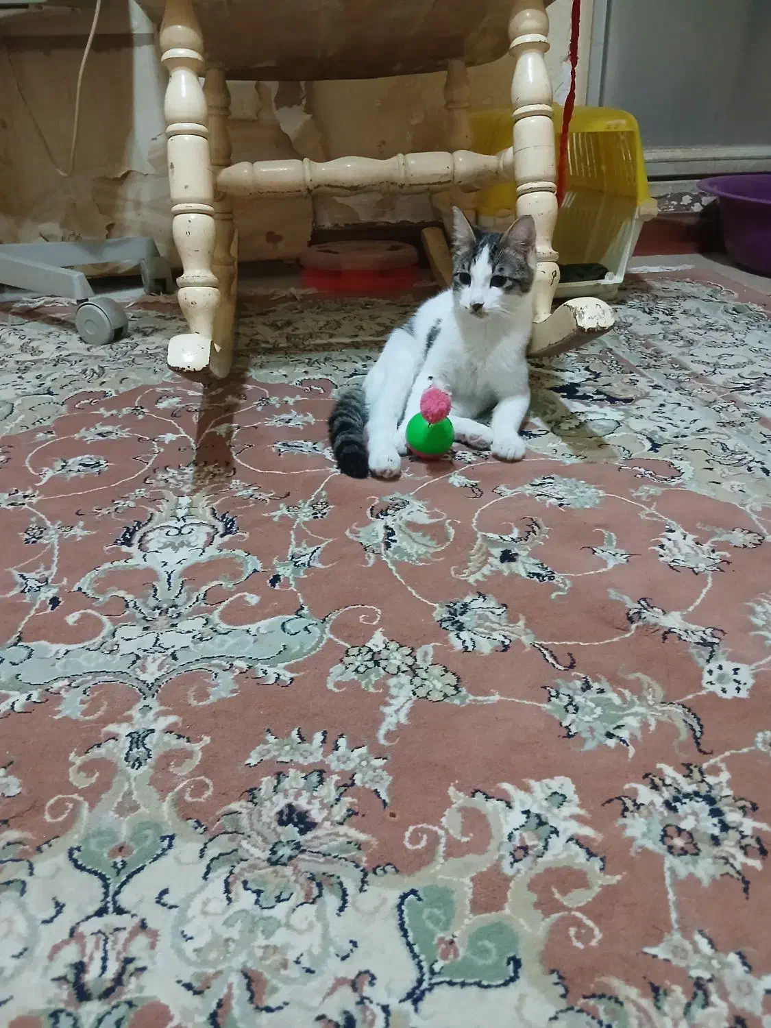 گربه نر|گربه|کرج, حیدرآباد|دیوار