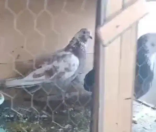 سه جفت کفتر با جوجه|پرنده|شهریار, شهرک عباس پور|دیوار