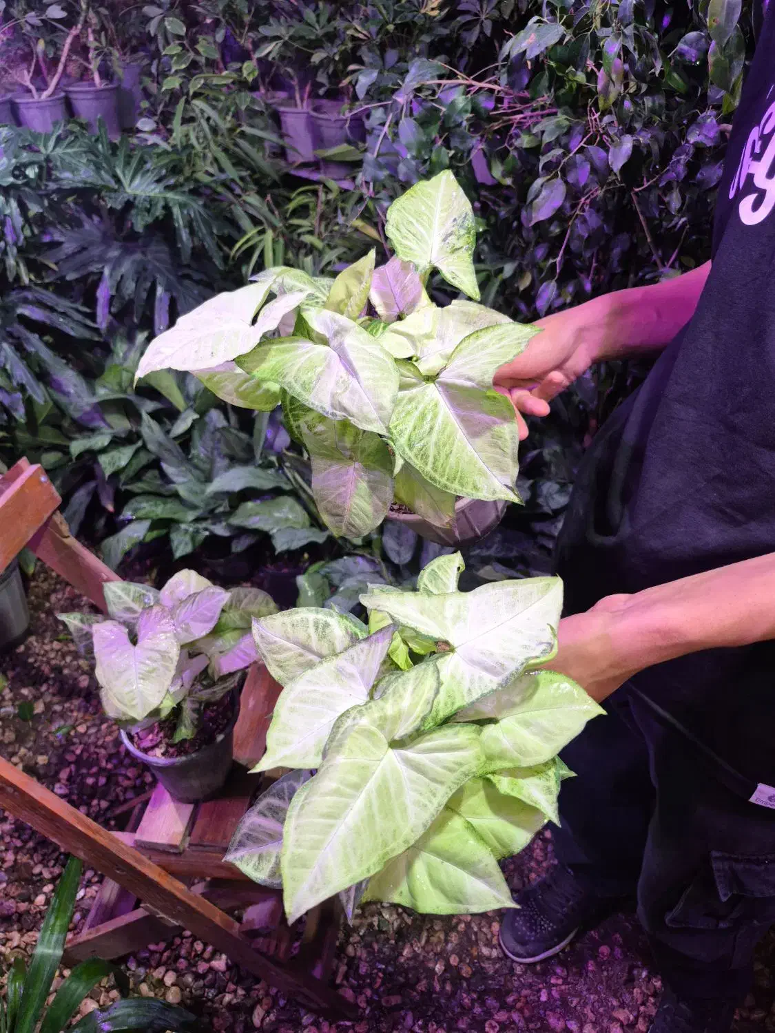 گل و گیاه سینگنیوم سبز|گل و گیاه طبیعی|اهواز, پادادشهر|دیوار