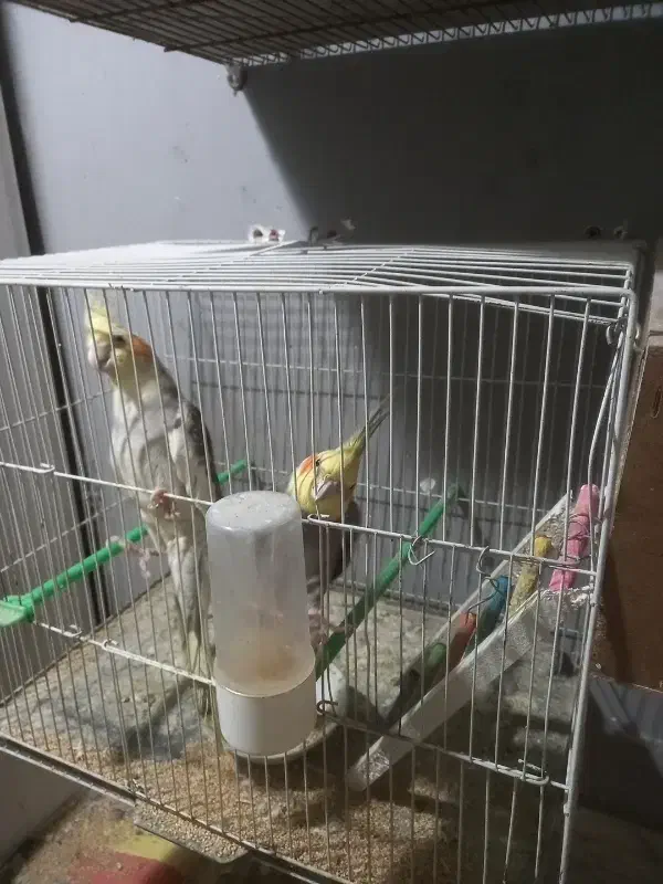 عروس هلندی جفت|پرنده|مشهد, کشف|دیوار