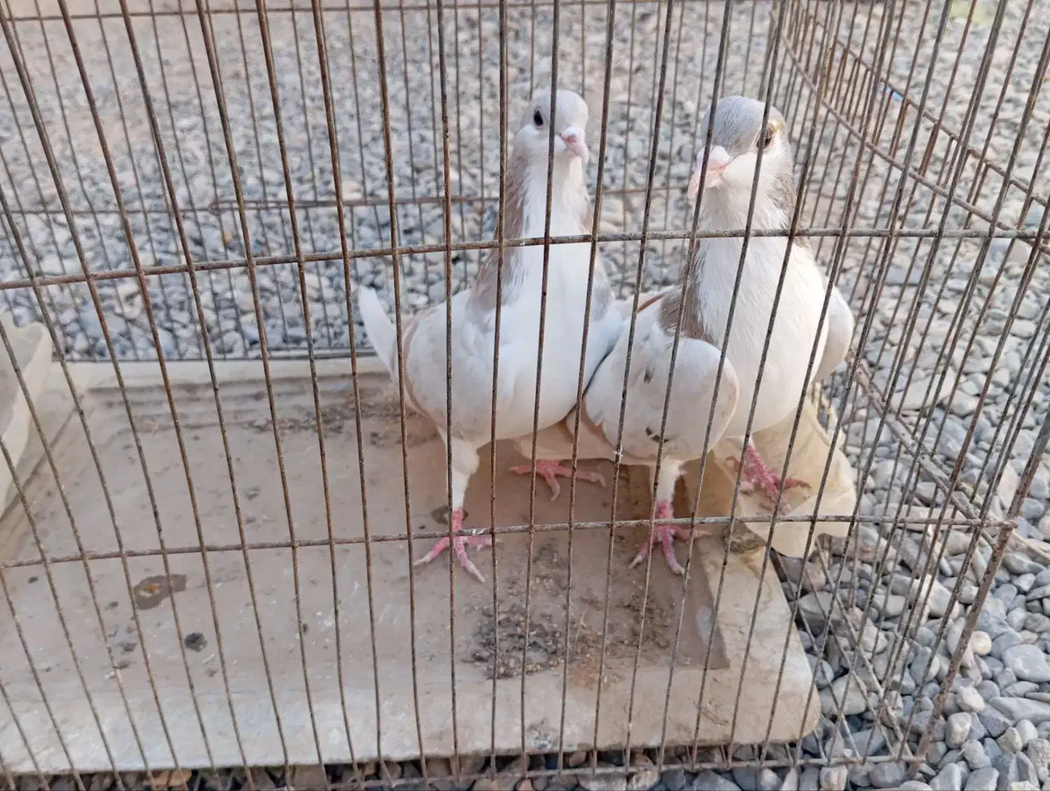 پرنده|پرنده|شهرآباد, |دیوار