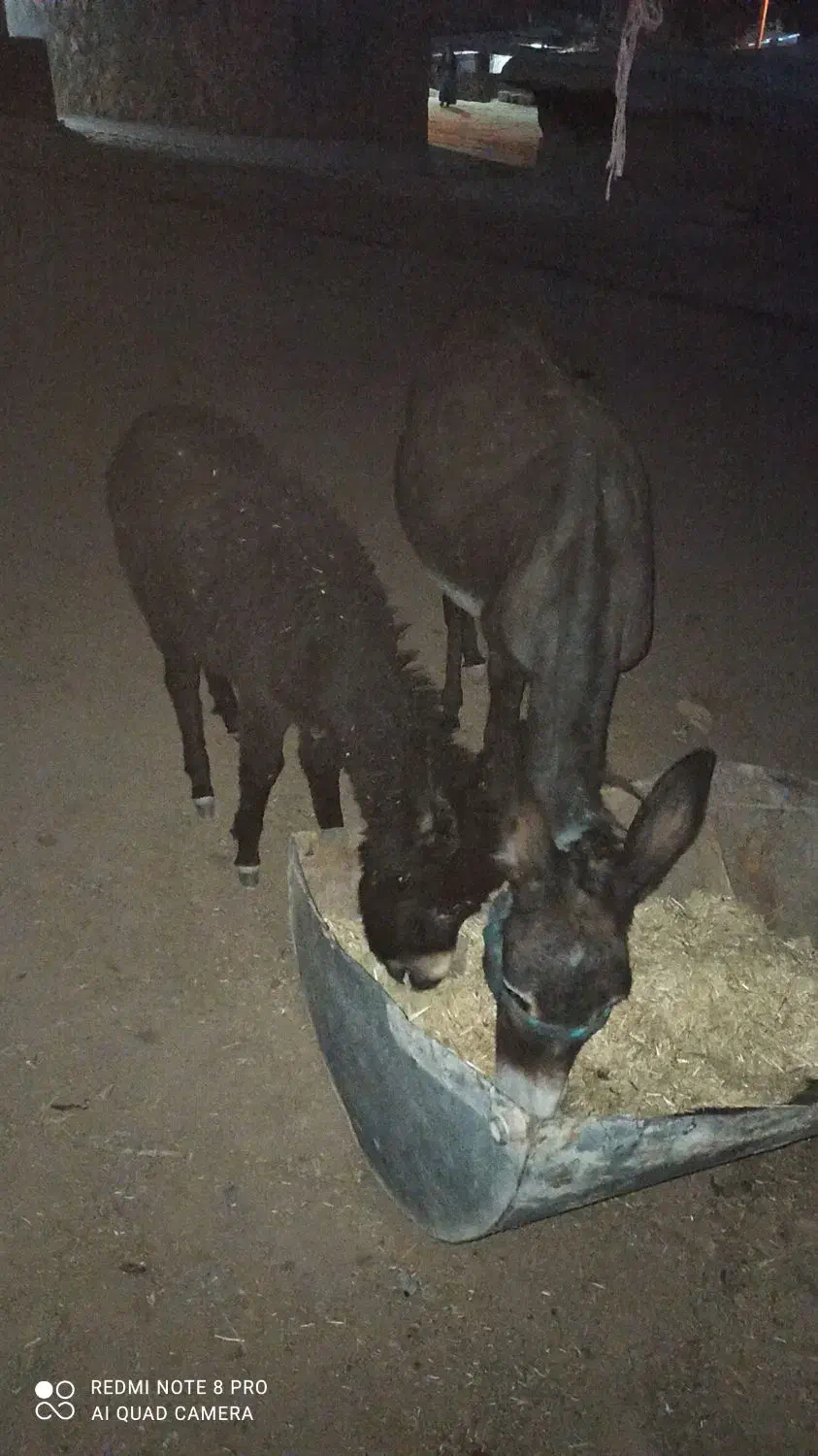 فروشی|حیوانات مزرعه|لردگان, |دیوار