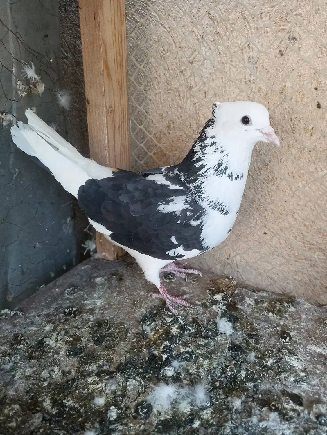 کبوتر|پرنده|اردبیل, |دیوار