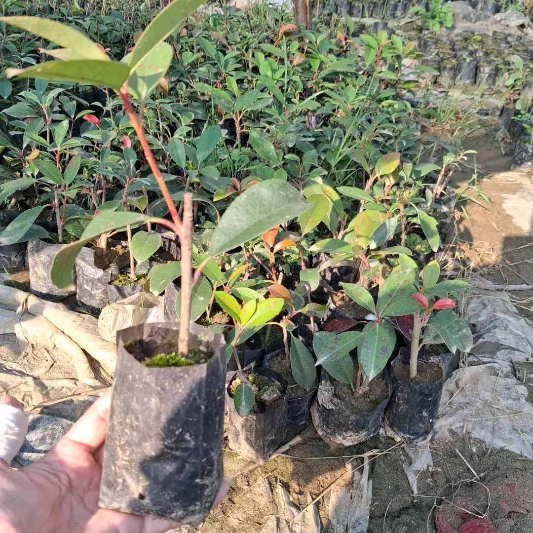 فتونیا|گل و گیاه طبیعی|کلاچای, |دیوار