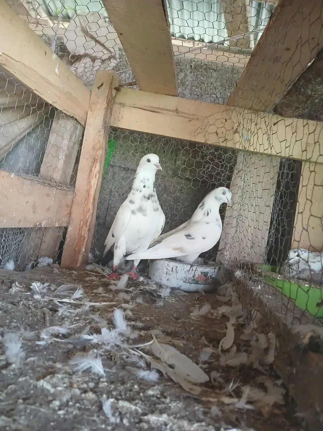 کبوتر|پرنده|کوچصفهان, |دیوار