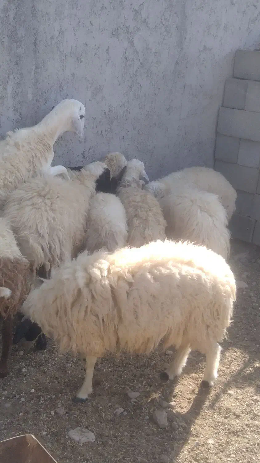 بره نر|حیوانات مزرعه|بندرعباس, |دیوار