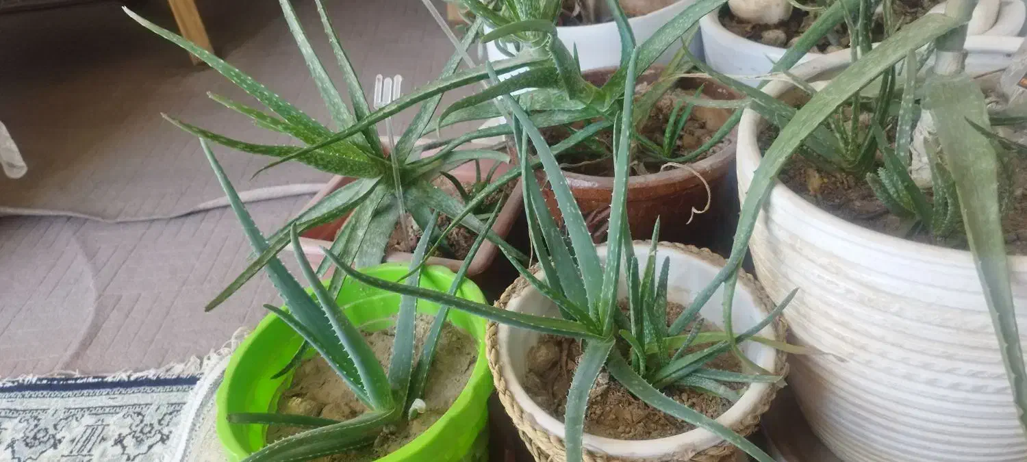 گلهای طبیعی شاداب وزیبا|گل و گیاه طبیعی|تهران, افسریه شمالی|دیوار