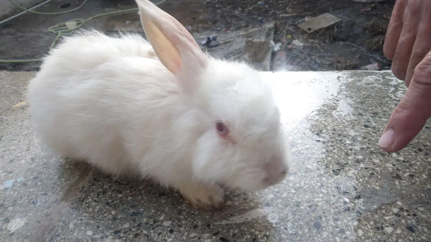 خرگوش دو عدد|موش و خرگوش|رشت, شهریاران|دیوار