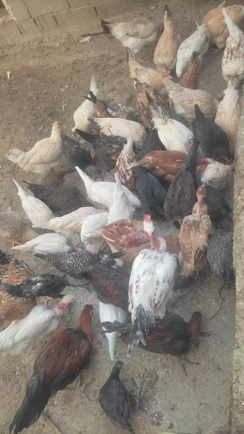 فروش مرغ محلی اصل|حیوانات مزرعه|سیمکان, |دیوار