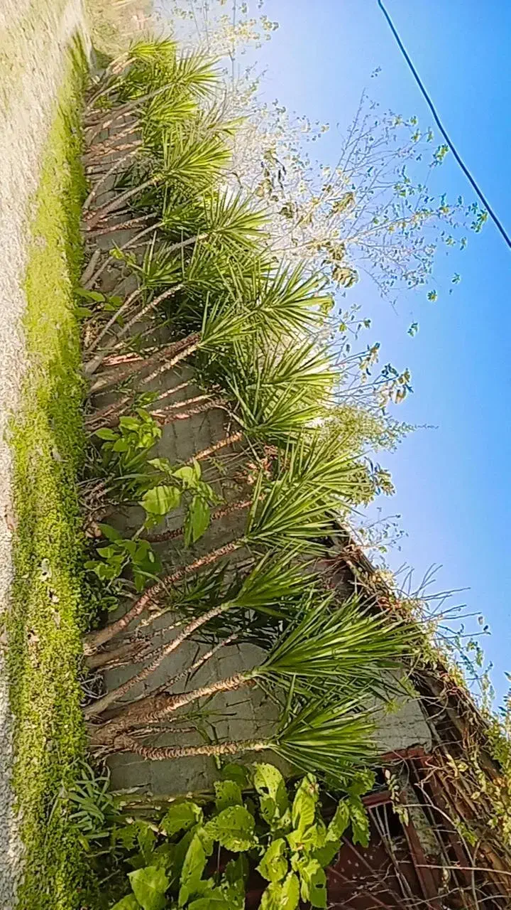 گل یوگا|گل و گیاه طبیعی|فومن, |دیوار