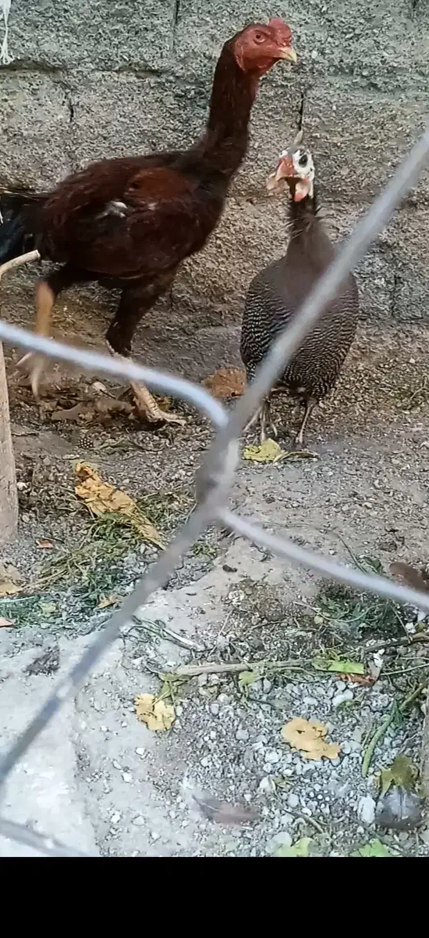 خروس لاری و مرغ شاخدار|حیوانات مزرعه|میناب, |دیوار