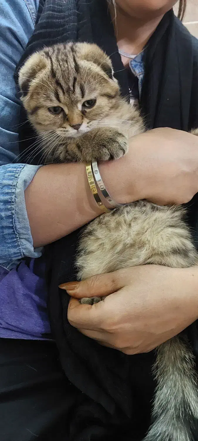 واگذاری بچه گربه 3 ماهه|گربه|بروجرد, |دیوار