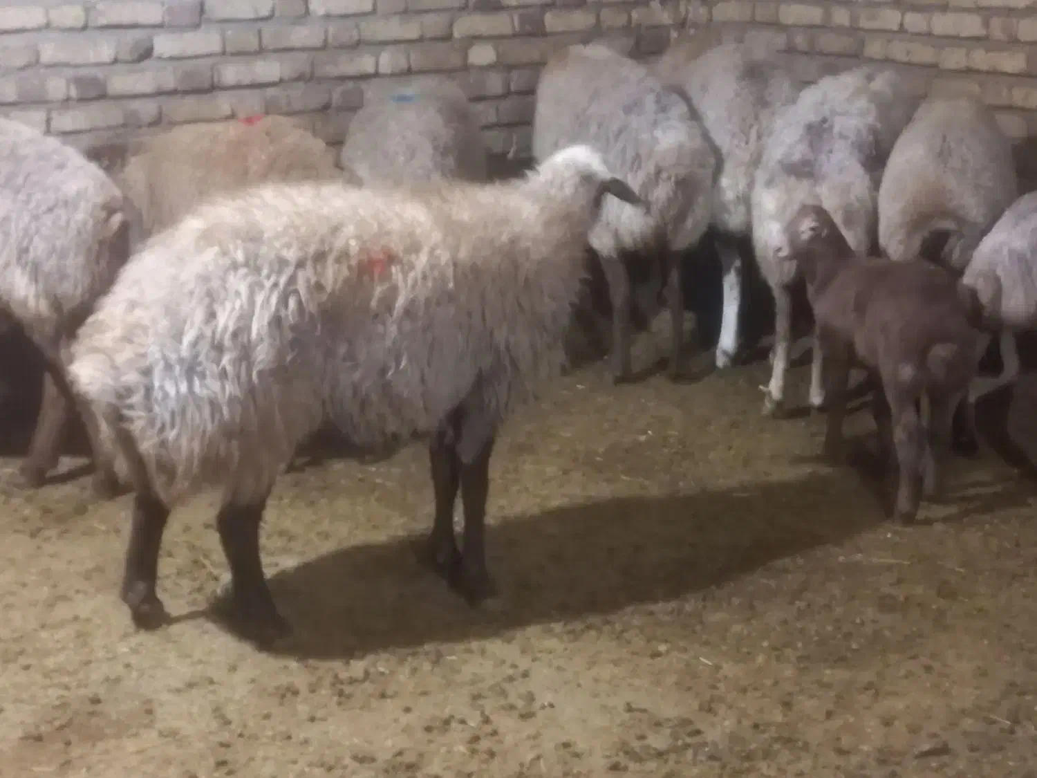 شکه مای چاق|حیوانات مزرعه|کلیائی, |دیوار