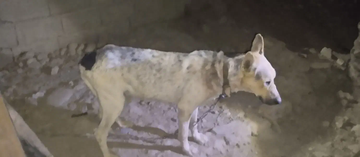 سگ نگهبان|سگ|هامون, |دیوار