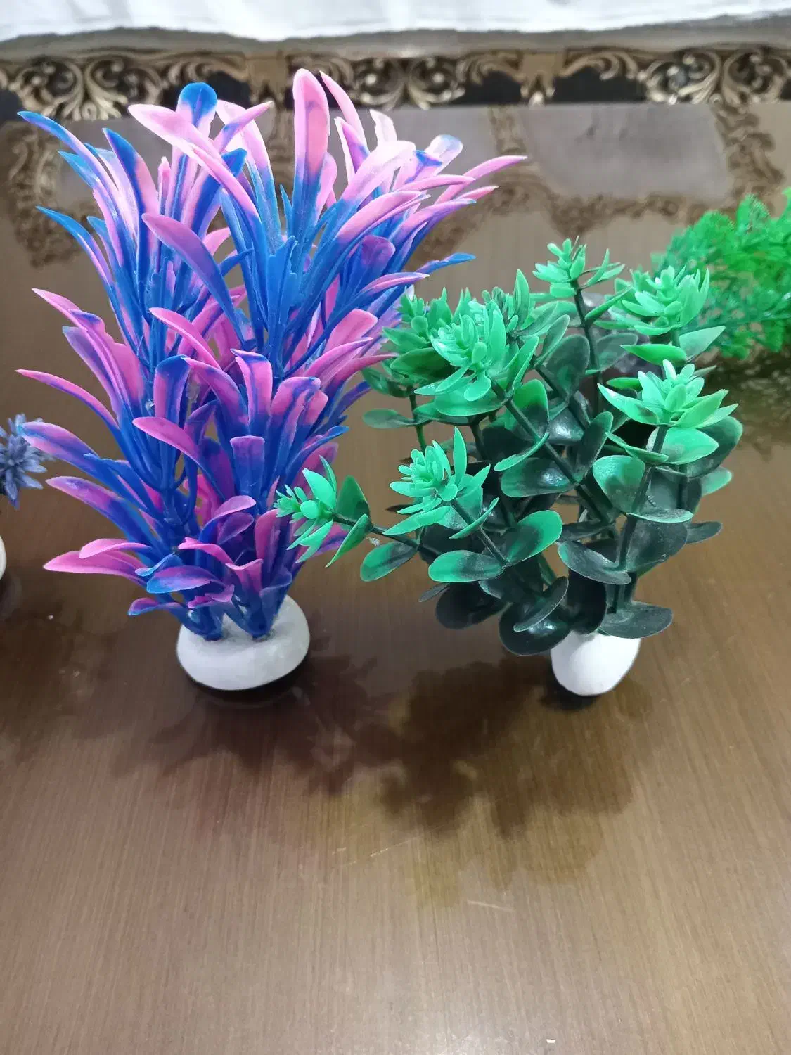 گیاه آکواریومی|ماهی|مشکیندشت, |دیوار