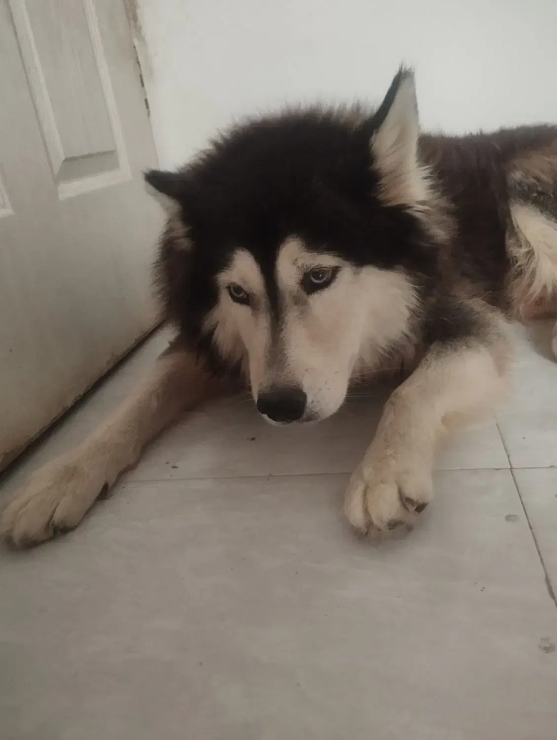 هاسکی  نر بالغ باهوش با ادب بی سر صدا|سگ|گرگان, |دیوار