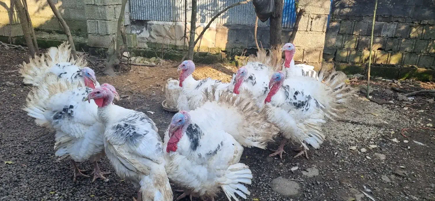 بوقلمون کیلویی۲۵۰۰۰۰هزار و اردک  دونه ای ۴۰۰|حیوانات مزرعه|لاهیجان, آهندان|دیوار