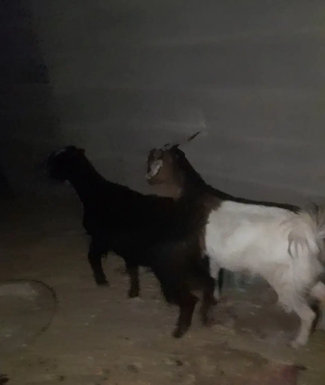 سه عدد نزار چاق با یک عدد چپشت|حیوانات مزرعه|بندرعباس, |دیوار