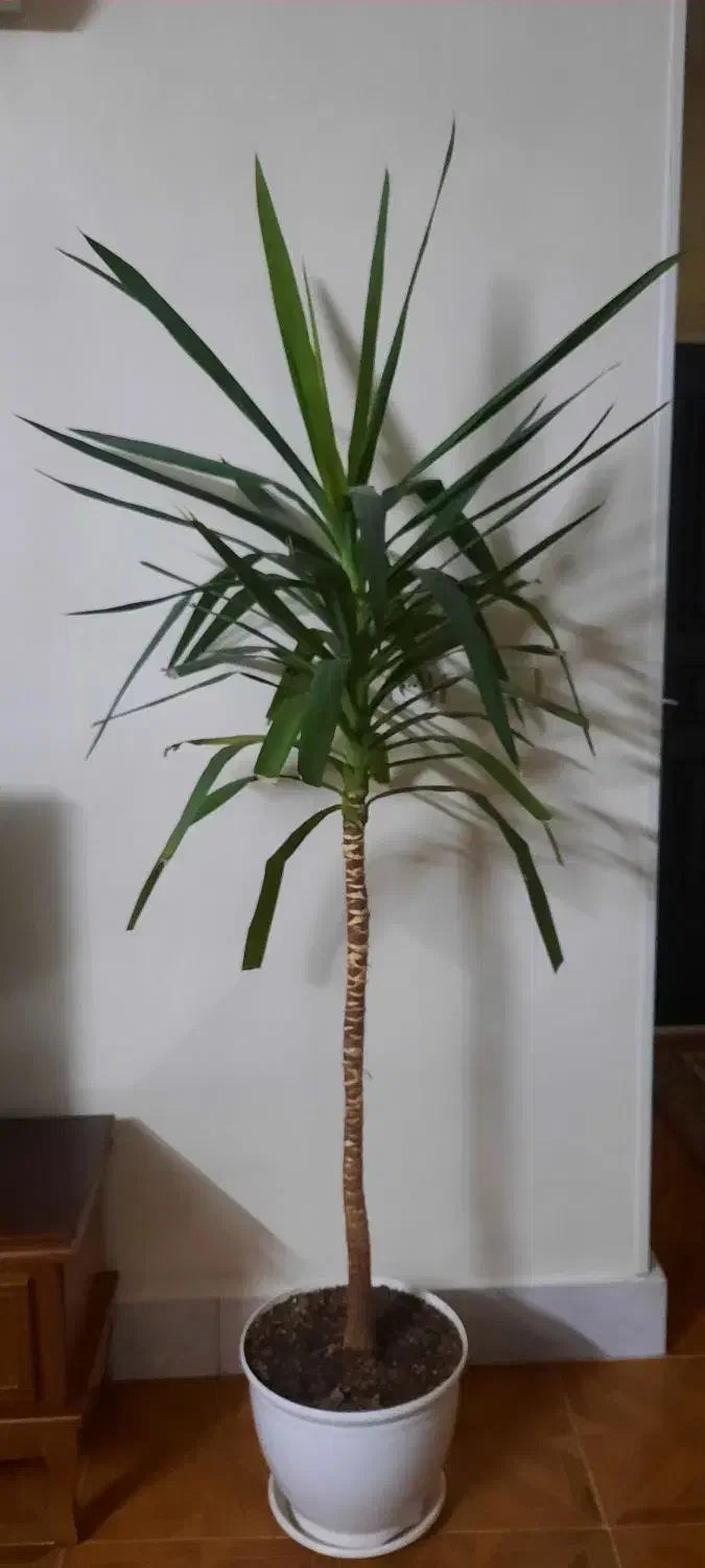 گل طبیعی|گل و گیاه طبیعی|صباشهر, |دیوار