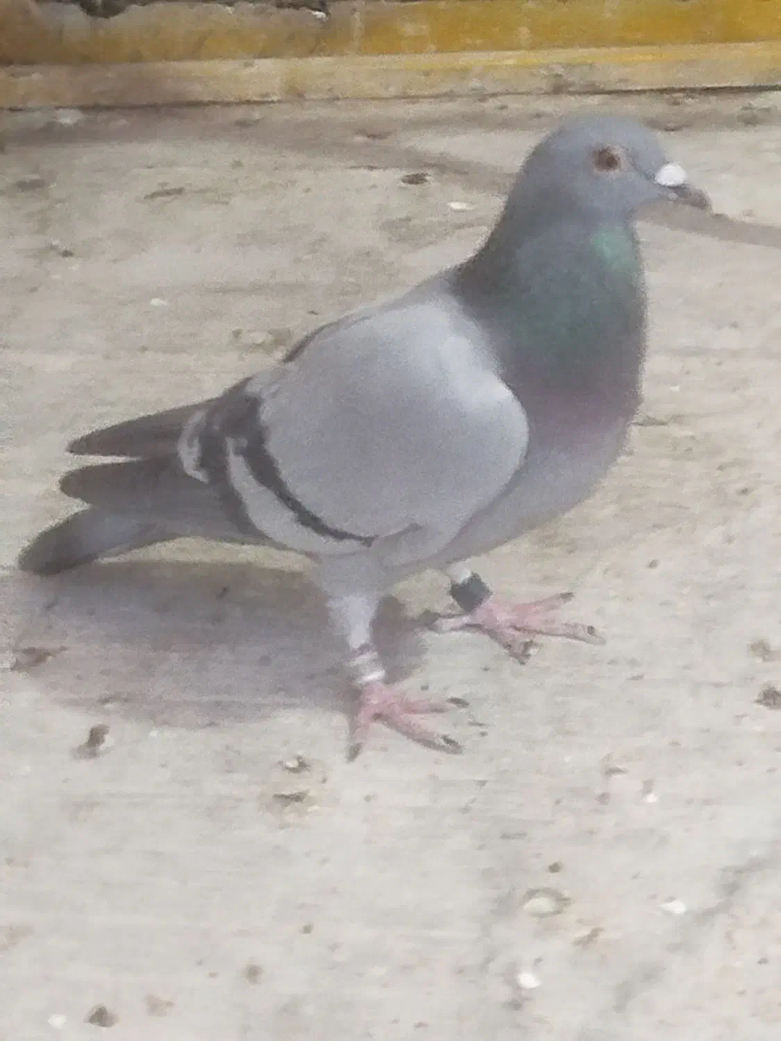 کبوتر پلاکی|حیوانات|اصفهان, دوطفلان|دیوار